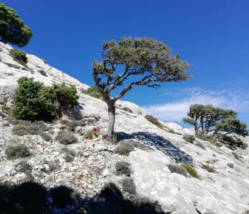 Supramonte di Oliena