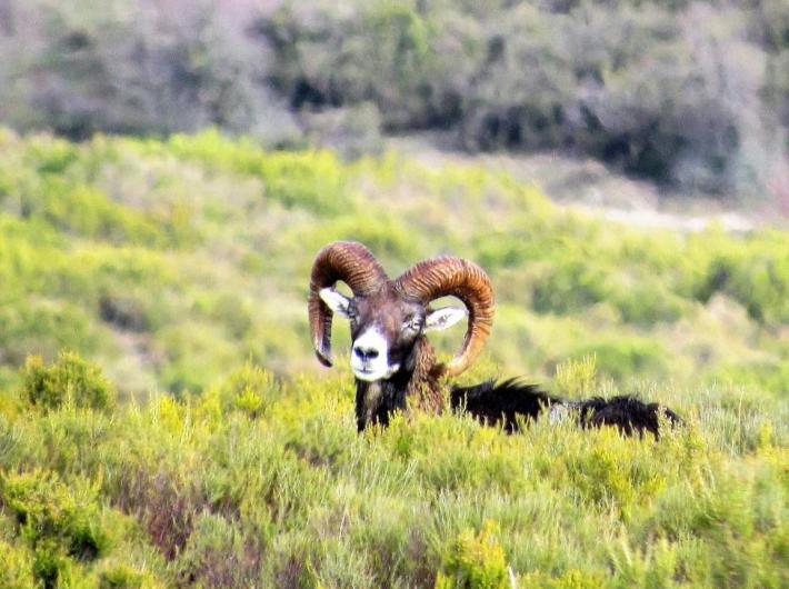 Il Muflone nel Supramonte di Orgosolo