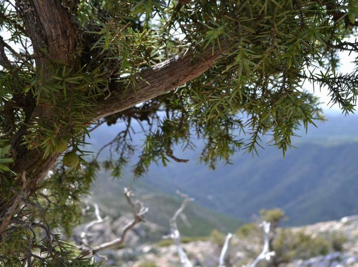 La Flora del Supramonte