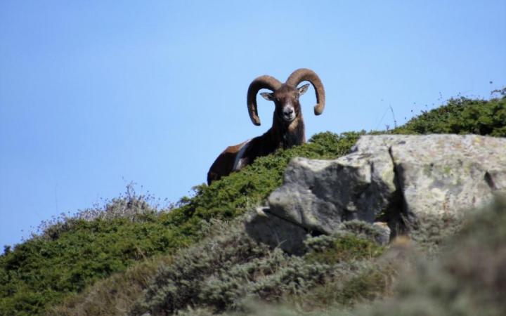 Un bellissimo esemplare maschio di Muflone