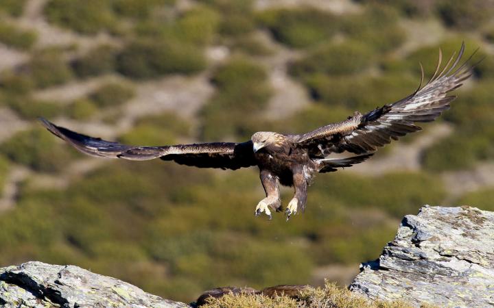 L'aquila reale nel territorio di Orgosolo