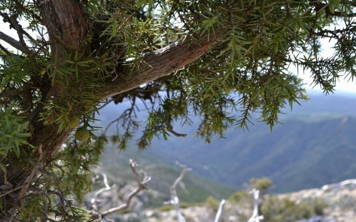 La Flora del Supramonte