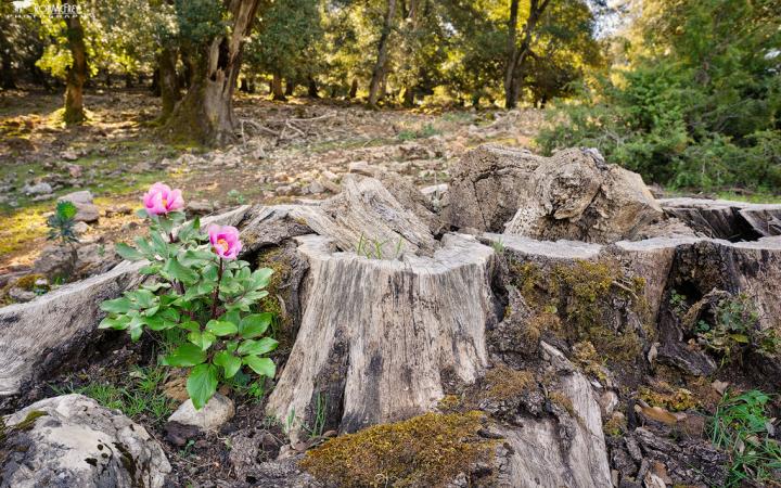 La rosa Peonia nel Supramonte